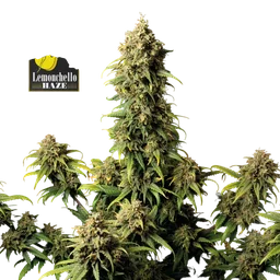 Lemonchello Haze