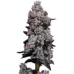 Lemon Cherry Gelato RF3 Auto