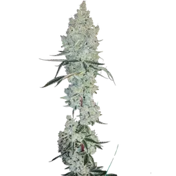 Lemon Cherry Pie R1