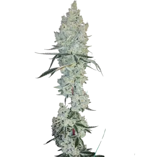 Lemon Cherry Pie R1