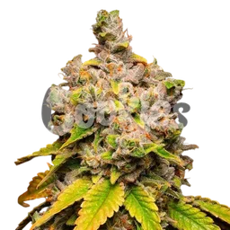 Lemon Cherry Sherb