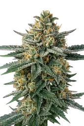 Alien OG