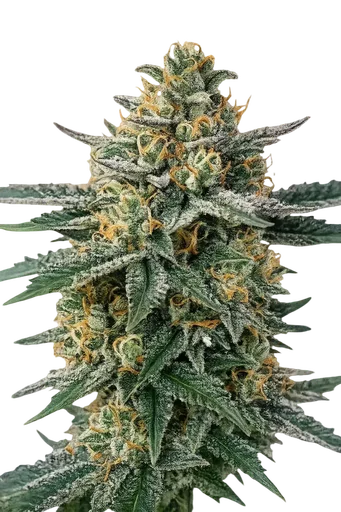 Alien OG