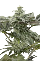 Lemon Citron
