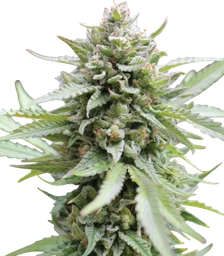 Lemongrass