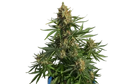 Lemon Haze Auto