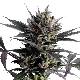 Lemon Haze Auto