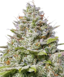 Blue Gelato 41
