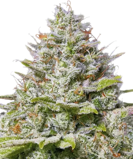 Blue Gelato 41