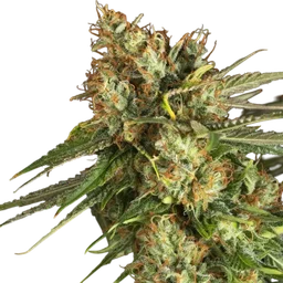 Lemon King