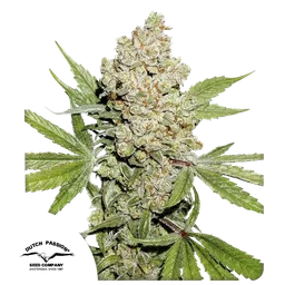 Lemon Kix Auto