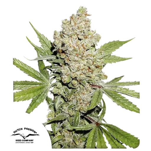Lemon Kix Auto