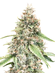 Lemon OG Auto