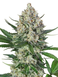 Lemon OG