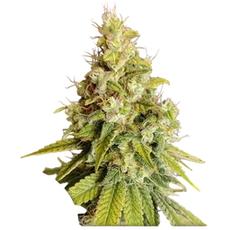 Lemon OG