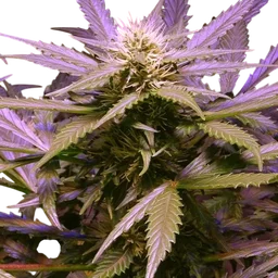 Lemon OG Haze Auto