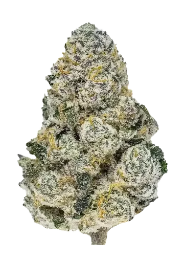 Lemonpaya