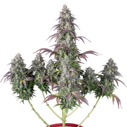 Lemon Pie Auto