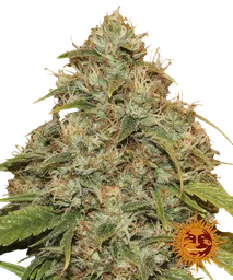 Lemon Potion CBD Auto
