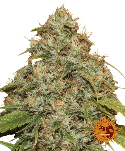 Lemon Potion CBD Auto