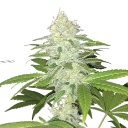 Lemon Sherbert