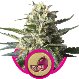 Lemon Shining Silver Haze