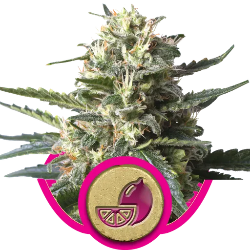 Lemon Shining Silver Haze