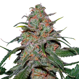 Lemon Skunk