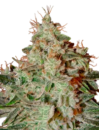 Lemon Skunk