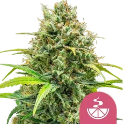 Lemon Skunk