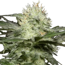 Lemon Sorbet