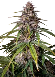 Alien Vs Triangle Auto