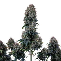 Alien Vs Triangle Auto