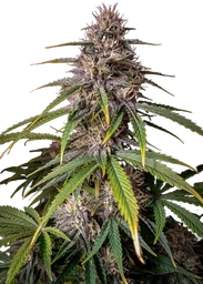 Alien Vs Triangle Auto