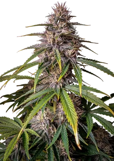 Alien Vs Triangle Auto