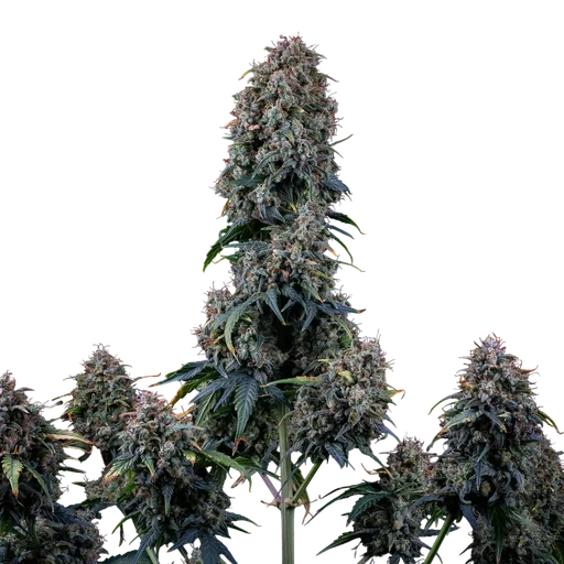 Alien Vs Triangle Auto