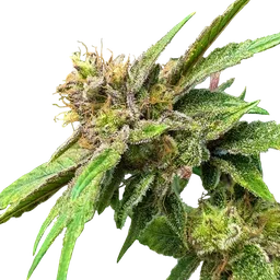 Lemon Strawberry Bomb