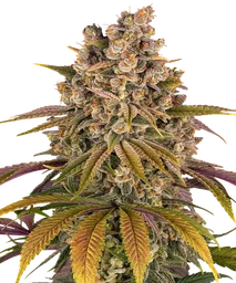 Lemon Tree