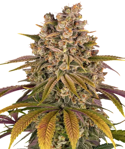 Lemon Tree