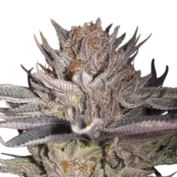 Lemon Tree 2.0