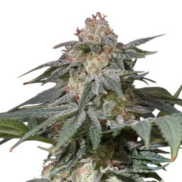 Lemon Tree FAST