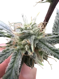 Lemon Tree S1