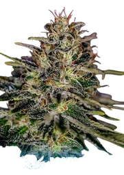 Lemon Trip
