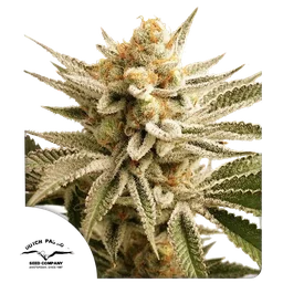 Lemon Z