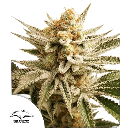 Lemon Z