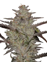 Alienz Auto