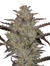 Alienz Auto