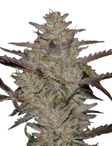 Alienz Auto