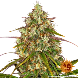 Liberty Haze