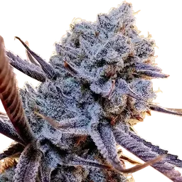 Lilac Diesel RBX2